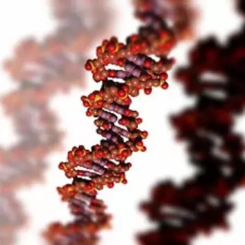 "Flere identiske kopier av arvestoffet, DNA"