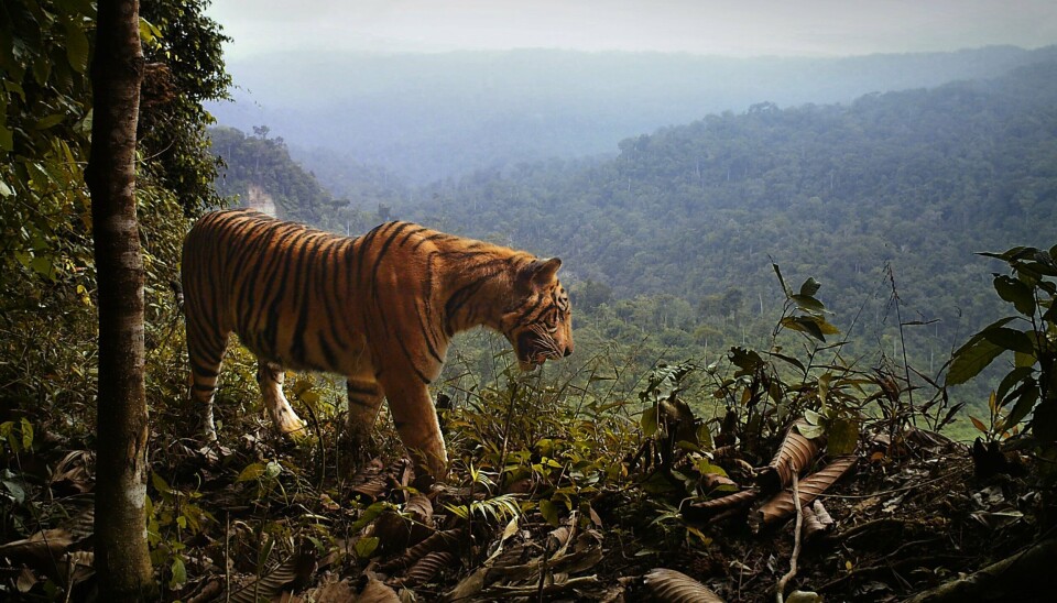 En Sumatra-tiger.