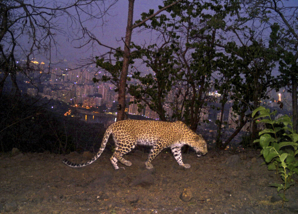 Inne i byen Mumbai i India med flere enn 10 millioner mennesker, finnes det leoparder som trives godt. De jakter på og spiser ville hunder. Dette har vært et av få kjente eksempler på store rovdyr som har funnet seg til rette nær mennesker. Nå mener forskerne at flere store dyr er i stand til det samme.