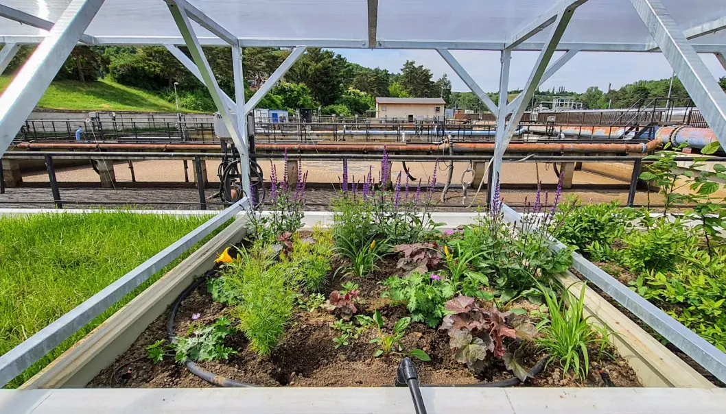 Renset avløpsvann er trygt til for eksempel hagebruk. Her dyrkes blomster i Praha i prosjektet Wider Uptake. Renset avløpsvann er trygt til for eksempel hagebruk. Her dyrkes blomster i Praha i prosjektet Wider Uptake.