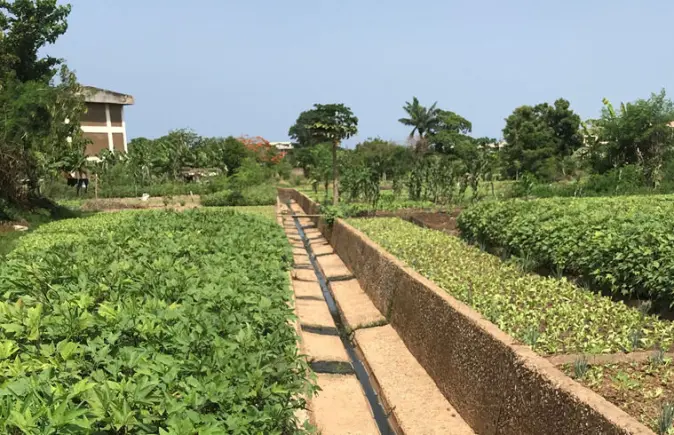Urbane bønder i Ghana bruker avløpsvann til vanning av avlinger. Urbane bønder i Ghana bruker avløpsvann til vanning av avlinger.