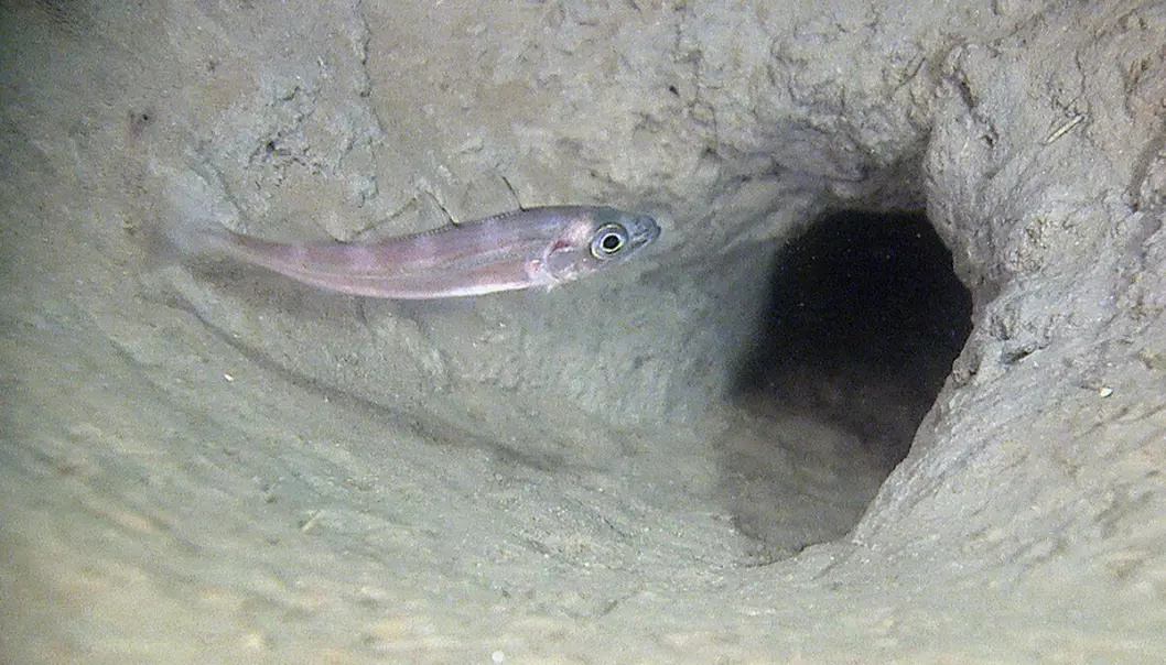 En øyepål (Trisopterus esmarkii) tar en kikk inn i en hule, som sannsynligvis er gravd av et krepsdyr.