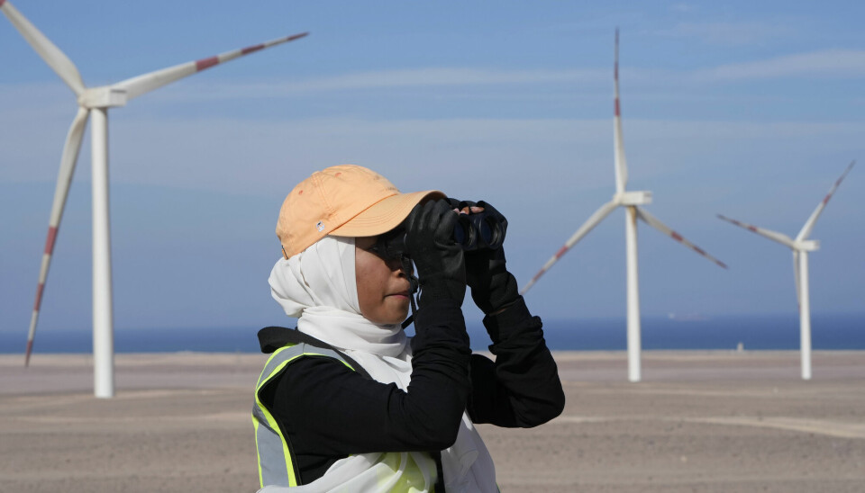 En kvinne holder utkikk etter fugler ved et vindkraftverk i Egypt, som arrangerer klimatoppmøte neste måned.