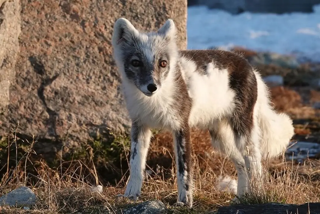 En hvit fjellrev som er i ferd med å skifte fra vinter- til sommerpels. En hvit fjellrev som er i ferd med å skifte fra vinter- til sommerpels.