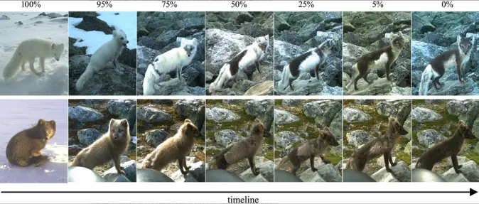 Figuren viser hvordan en hvit og en blå fjellrev går fra vinterpels til sommerpels. Figuren viser hvordan en hvit og en blå fjellrev går fra vinterpels til sommerpels.