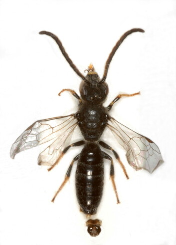 Fjellsmalbie (Lasioglossum boreale). (Foto: Oddvar Hanssen, NINA)" Fjellsmalbie (Lasioglossum boreale). (Foto: Oddvar Hanssen, NINA)"