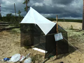 "Insektfelle i sandområde på Starmoen ved Elverum. Her ble det funnet 10 nye arter broddveps i 2007. (Foto: Frode Ødegaard, NINA)"