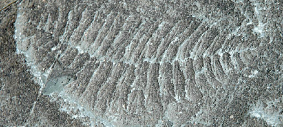 "Dette fossilet fra Mistaken Point-formasjonen på Avalon-halvøya viser avtrykk av en forlengst forsvunnet livsform som har fått navnet Fractofusus andersoni. Den levde i ediacara-tidsperioden, for om lag 565 millioner år siden."