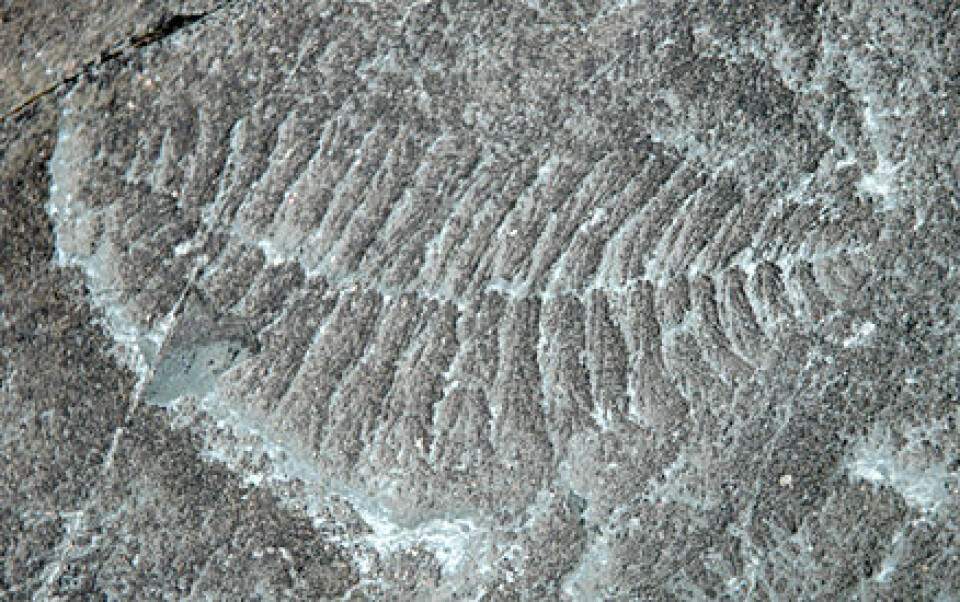 'Dette fossilet fra Mistaken Point-formasjonen på Avalon-halvøya viser avtrykk av en forlengst forsvunnet livsform som har fått navnet Fractofusus andersoni. Den levde i ediacara-tidsperioden, for om lag 565 millioner år siden.'