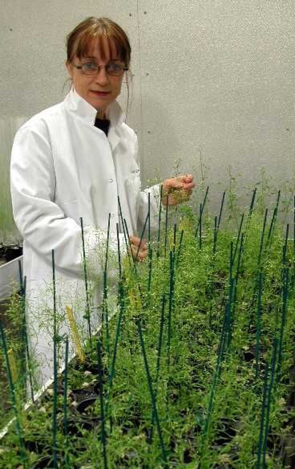 'Plantebiologenes bananflue: Arabidopsis thaliana ble i 2 000 den første planten i verden som fikk hele arveanlegget sitt ferdig sekvensert. Professor Reidunn B. Aalen ved Biologisk institutt, Universitetet i Oslo (UiO), har valgt å bruke Arabidopsis til å finne ut hvorfor fremmede gener som blir satt inn i planter av og til ikke blir aktivisert. (Foto: Tor Midtbø)'
