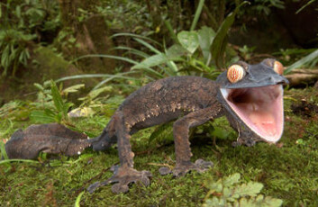 "Den gigantiske løv-halede gekko Uroplatus fimbriatus er hjemmehørende på Madagaskar. (Foto: Piotr Naskrecki)" "Den gigantiske løv-halede gekko Uroplatus fimbriatus er hjemmehørende på Madagaskar. (Foto: Piotr Naskrecki)"
