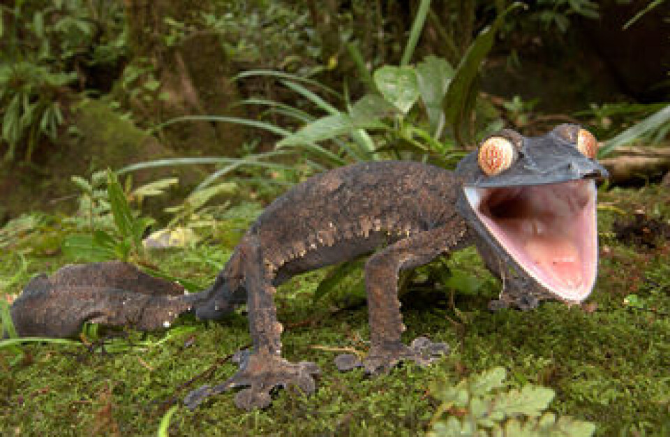 'Den gigantiske løv-halede gekko Uroplatus fimbriatus er hjemmehørende på Madagaskar. (Foto: Piotr Naskrecki)'