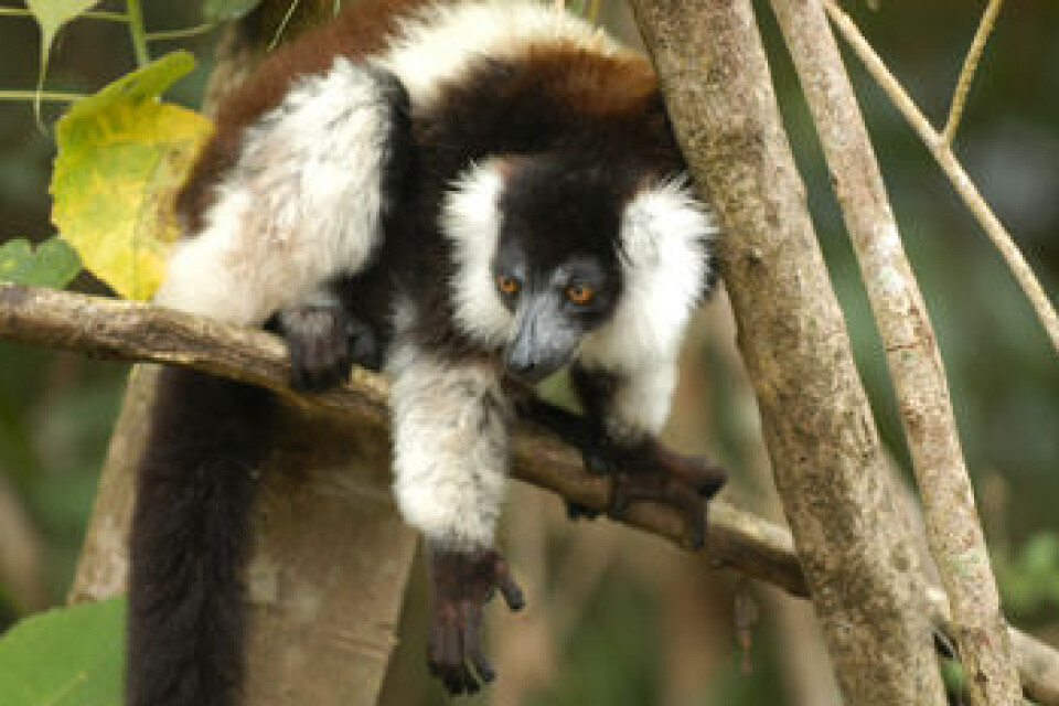 'Den største av alle lemurer Indri indri finner du på Madagascar. (Foto: Edward E. Louis Jr.)'