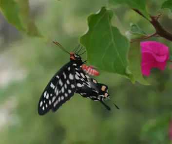 sommerfugl fra madagaskar