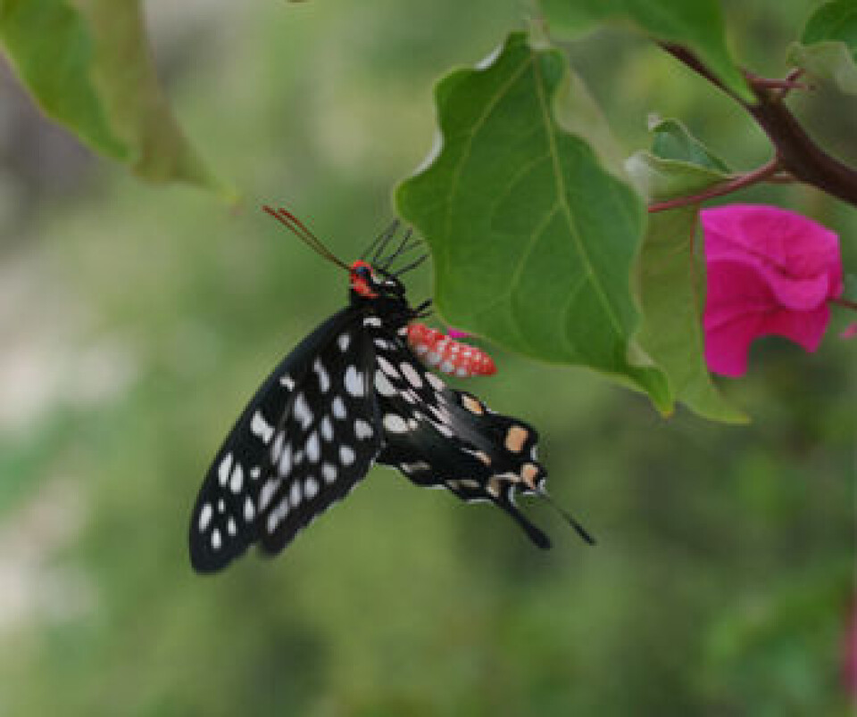 sommerfugl fra madagaskar