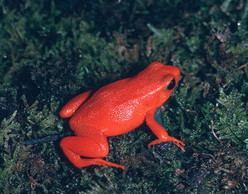 'Den «gyldne mantilla», Mantella aurantiaca, har sin kraftge farge for å signalisere til rovdyr at de bør sette noe annet på menyen. Denne vakre amfibien har nemlig gift i det vakre skinnet sitt. (Foto: Ronald A Nussbaum)'