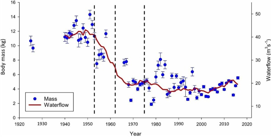 Eira har blitt fraført vann ved tre kraftutbygginger (stiplede linjer). I 1953, 1962 og sist i 1970 da Mardalsfossen ble lagt i rør. Vannføring (rød linje) og gjennomsnittlig laksestørrelse (blå punkter) henger tydelig sammen.