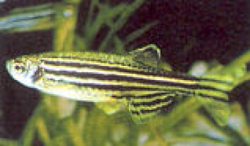 "Sebrafisk." "Sebrafisk."