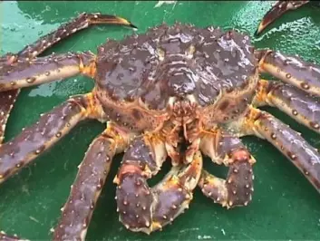 "Krabbefelt. Til slutt skulle russerne lykkes med å invadere norske farvann - med svære krabber. Kongekrabbene har spredd seg voldsomt de siste årene. (Foto: Hallvard Godøy, Havforskningsinstituttet i Bergen)"