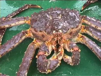 "Krabbefelt. Til slutt skulle russerne lykkes med å invadere norske farvann - med svære krabber. Kongekrabbene har spredd seg voldsomt de siste årene. (Foto: Hallvard Godøy, Havforskningsinstituttet i Bergen)" "Krabbefelt. Til slutt skulle russerne lykkes med å invadere norske farvann - med svære krabber. Kongekrabbene har spredd seg voldsomt de siste årene. (Foto: Hallvard Godøy, Havforskningsinstituttet i Bergen)"