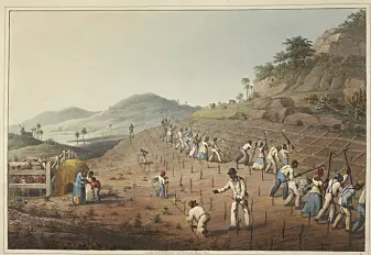 Slaver på den britiske kolonien Antigua som graver sukkerrør-hull og planter. 1823. Planting skjedde på samme måte i de dansk-norske koloniene.