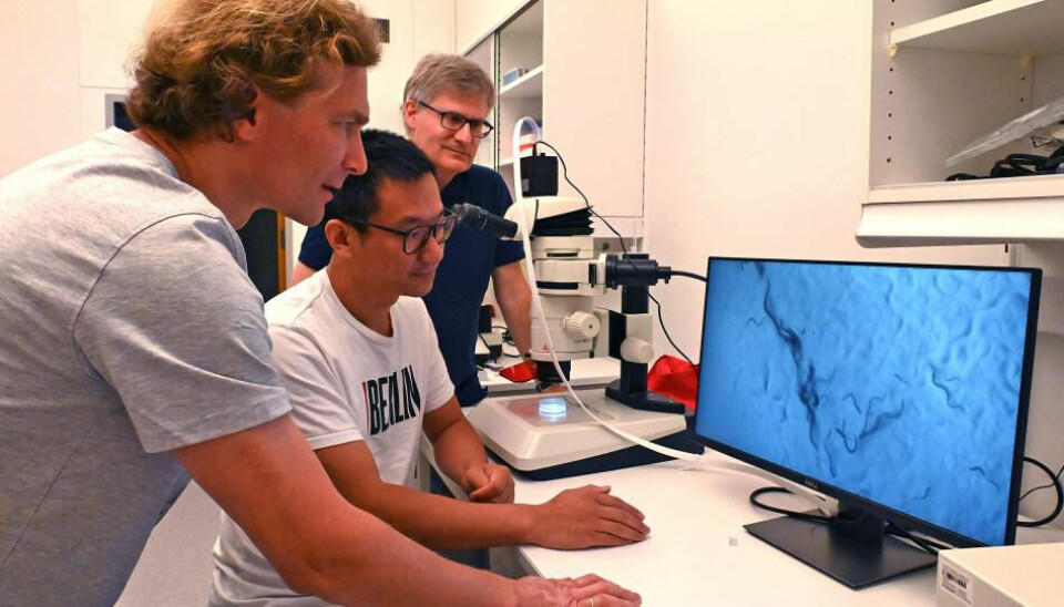 Jędrzej Małecki, Yanwu Guo and Rafal Ciosk studying C. elegans.