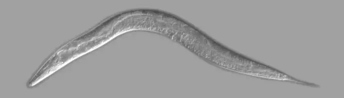 C. elegans naturally lives in the soil. The worm is around one millimetre long.