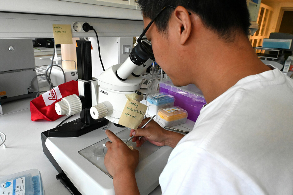 Head Engineer Yanwu Guo handling the tiny worms.