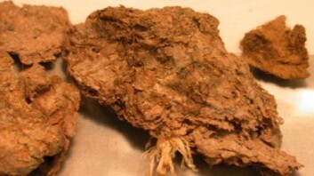 "Fossile ekskrementer datert til rundt 12 300 f.Kr. (Foto: Dennis LeRoy Jenkins)" "Fossile ekskrementer datert til rundt 12 300 f.Kr. (Foto: Dennis LeRoy Jenkins)"