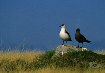 "I sommerdrakt har den lyse tyvjo-varianten gråbrun rygg og et mer eller mindre tydelig mørkt bånd over det lyse brystet. Kinnene, halsen og undersiden er hvit. Toppen av hodet er svart. Den mørke typen er mørkebrun over det hele." "I sommerdrakt har den lyse tyvjo-varianten gråbrun rygg og et mer eller mindre tydelig mørkt bånd over det lyse brystet. Kinnene, halsen og undersiden er hvit. Toppen av hodet er svart. Den mørke typen er mørkebrun over det hele."