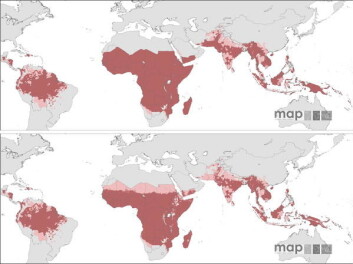 "Store malariabefengte områder kan muligens renses, viser nytt kart. (Illustrasjon: Malaria Atlas Project)" "Store malariabefengte områder kan muligens renses, viser nytt kart. (Illustrasjon: Malaria Atlas Project)"