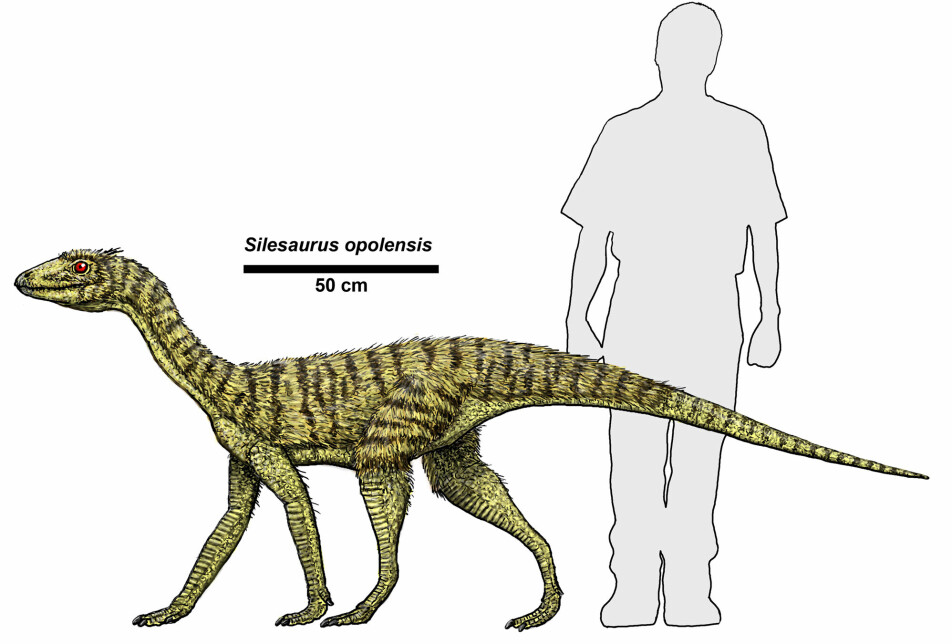 Silesaurus var et av dyrene som begynte å ligne på en dinosaur.