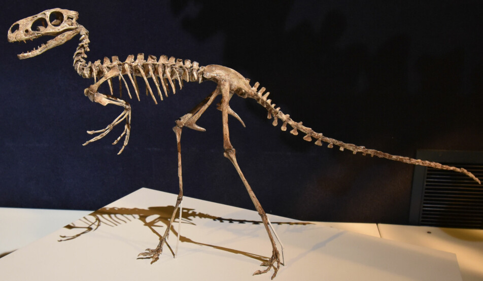 En forløper til Tyrannosaurus Rex kom fra Asia.