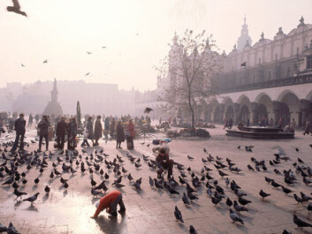 "Byene syder av dyreliv. Her et motiv fra torget i Krakow, Polen." "Byene syder av dyreliv. Her et motiv fra torget i Krakow, Polen."