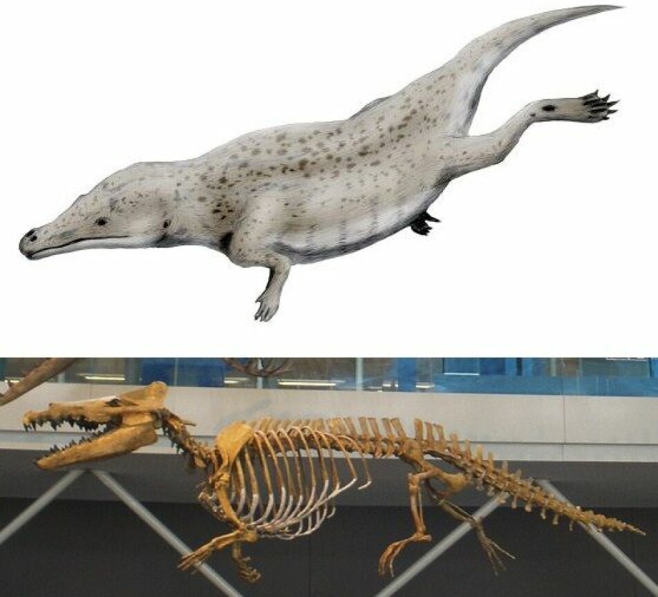 Maiacetus var en hval på vei fra land til vann.