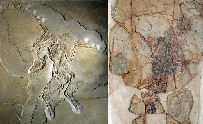 Fossilet av urfuglen til venstre, med vinger og fjær, og fossilet av <span class=" italic" data-lab-italic_desktop="italic">Xiaotingia</span> til høyre.