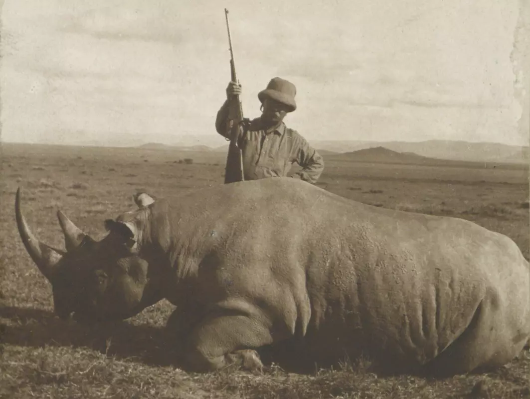 Her ser du Theodore Roosevelt , USAs president, ved siden av neshornet han nettopp har skutt. Dette var i 1911. Den gangen var det stas å dra til Afrika for å jakte på store dyr som neshorn, elefant og løve.
