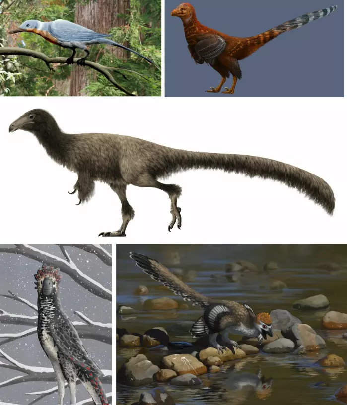 Eksempler på fugler og dinosaurer som er funnet i Liaoning i Kina, disse i Yixian-formasjonen. Navn på arter fra øverst til venstre:<span class=" italic" data-lab-italic_desktop="italic"> Shanweiniao, Jianianhualong, Jianchangosaurus, Tianyuraptor og Zhenyuanlong. </span>Kilde: <a href="https://en.wikipedia.org/wiki/Paleobiota_of_the_Yixian_Formation" aria-label="">Wikipedia<span class=" italic" data-lab-italic_desktop="italic">.</span></a>