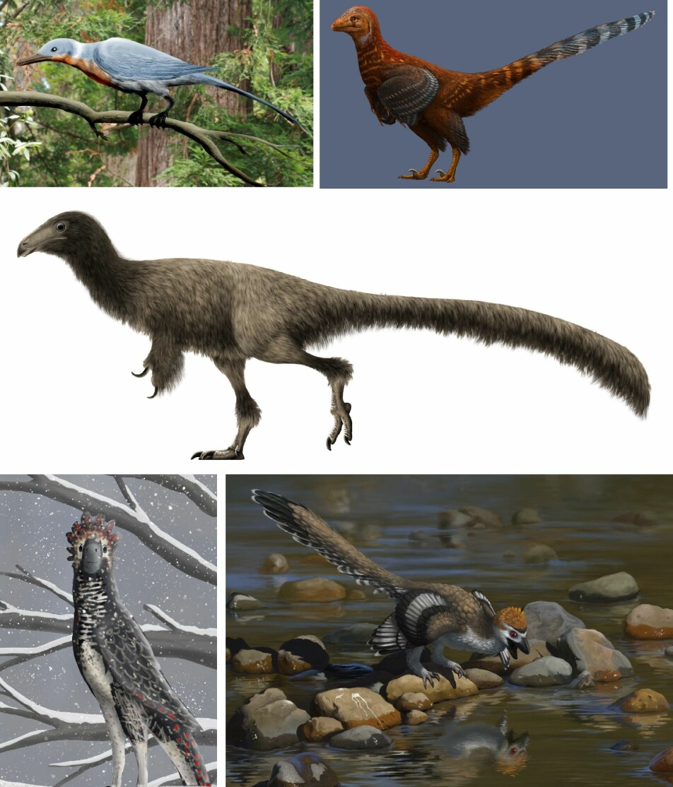 Eksempler på fugler og dinosaurer som er funnet i Liaoning i Kina, disse i Yixian-formasjonen. Navn på arter fra øverst til venstre: Shanweiniao, Jianianhualong, Jianchangosaurus, Tianyuraptor og Zhenyuanlong. Kilde: Wikipedia.