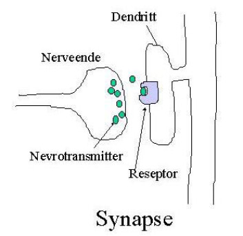 "Synapsen er kontaktpunktet mellom to neuron." "Synapsen er kontaktpunktet mellom to neuron."