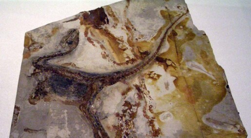 Dette er dinosaurenes Pompeii Dette er dinosaurenes Pompeii
