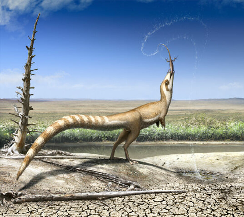 En Sinosauropteryx spiser en Dalinghosaurus-øgle i Jehol i Kina, slik en kunstner har forestilt seg det.