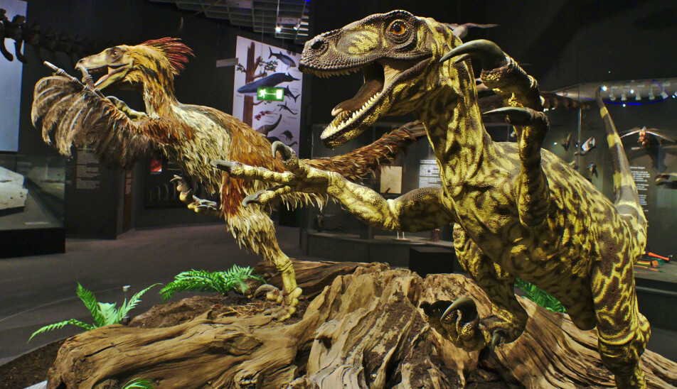 Deinonychus var en raptor-dinosaur som forskere nå tror hadde fjær. Disse modellene viser den gamle måten å fremstille dinosauren på og den nye, med fjær. Fra Westphalian Museum of Natural History.