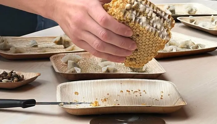 Bidronelarver kan brukes som ingrediens i blant annet tapas. Bidronelarver kan brukes som ingrediens i blant annet tapas.