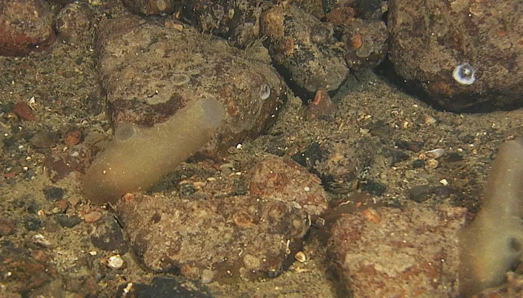 Sekkedyr (Ascidia conchilega) filmet på 84 meters dyp.