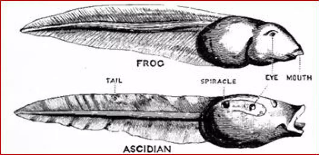 Skisse av larvestadiet hos gruppen Ascidiacea / sekkedyr.