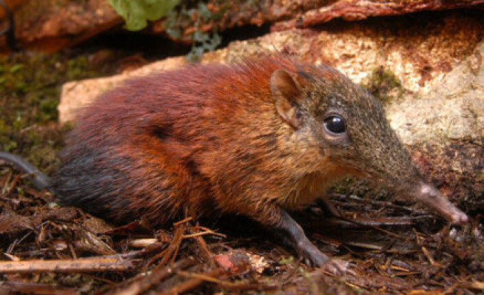 "Kjempeelefantspissmusa Rhynchocyon udzungwensis i naturlige omgivelser." "Kjempeelefantspissmusa Rhynchocyon udzungwensis i naturlige omgivelser."