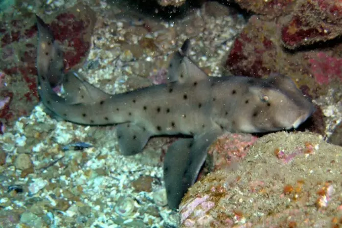 Fortunately, some of the species we know little about are probably faring just fine. The horn shark<span class="italic" data-lab-italic_desktop="italic"> Heterodontus francisci</span> is likely widespread in parts of the area where it is found on the west coast of North America. We just don’t know for sure yet.