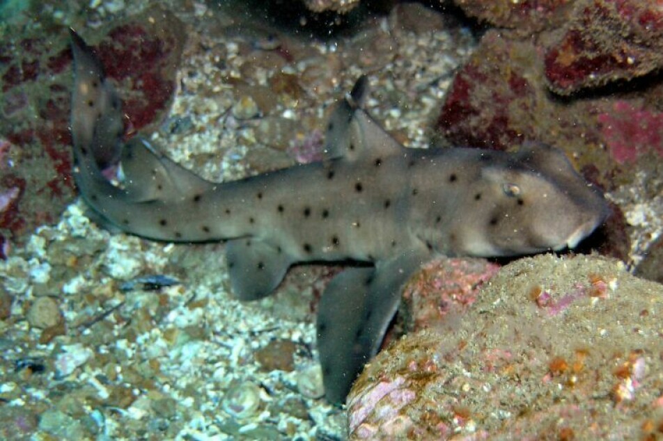Fortunately, some of the species we know little about are probably faring just fine. The horn shark Heterodontus francisci is likely widespread in parts of the area where it is found on the west coast of North America. We just don’t know for sure yet.