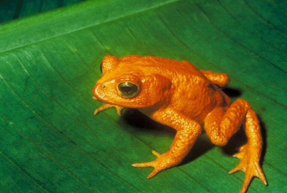 For some species it will be too late. The toad Incilius periglenes was only found in a small area in Costa Rica. It was never numerous. Now no one has seen it since 1989.